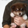 Pomsky puppy for Sale in Malaysia