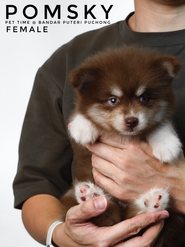 Pomsky puppy for Sale in Malaysia