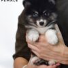 Pomsky puppy for Sale in Malaysia
