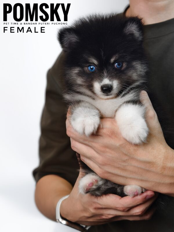Pomsky puppy for Sale in Malaysia