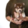 Pomsky puppy for Sale in Malaysia