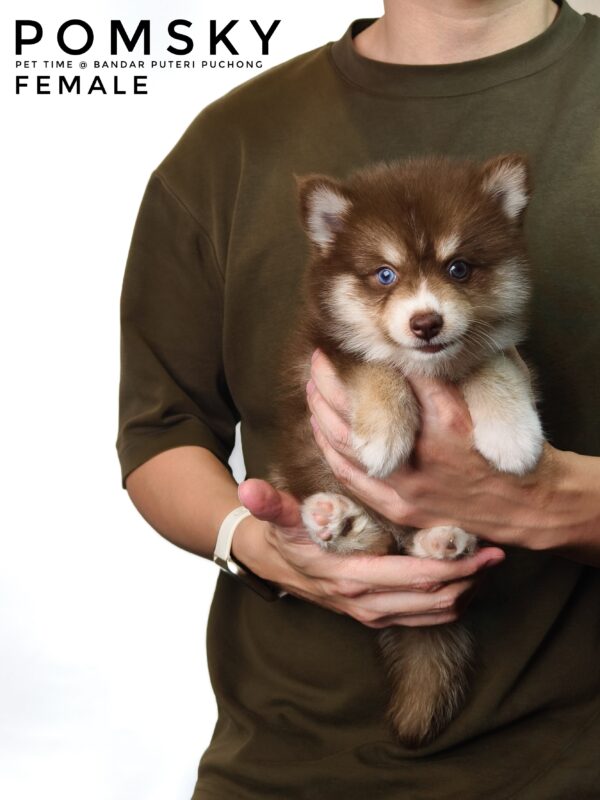 Pomsky puppy for Sale in Malaysia