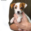 Pet shop sell Jack Russell