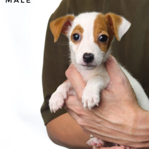 Pet shop sell Jack Russell