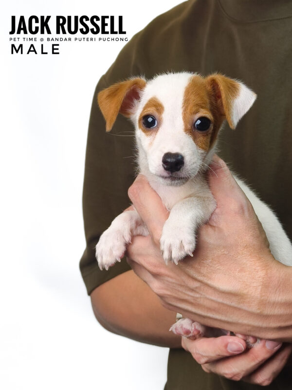 Pet shop sell Jack Russell