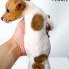 Pet shop sell Jack Russell