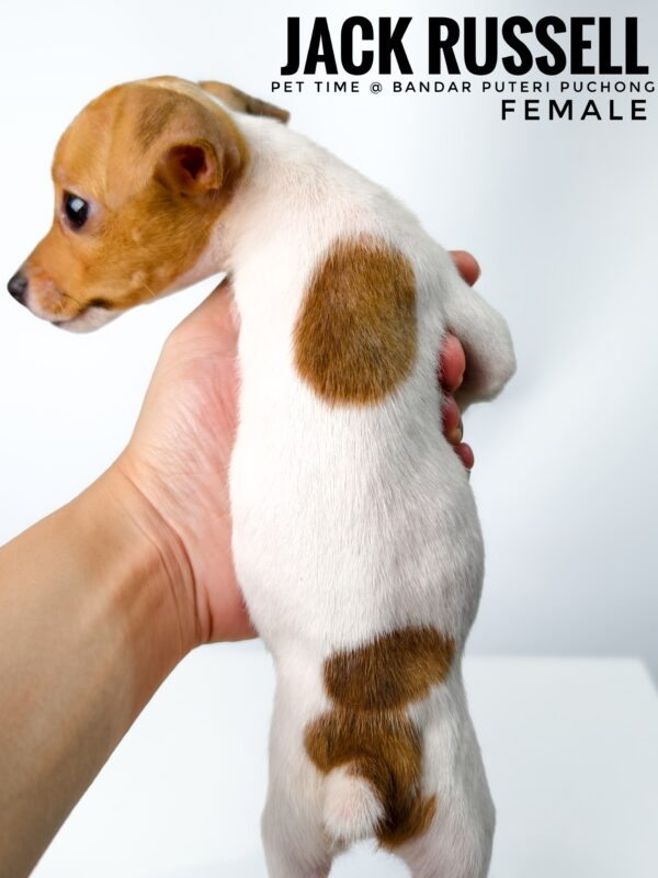 Pet shop sell Jack Russell