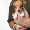 Pet shop sell Jack Russell