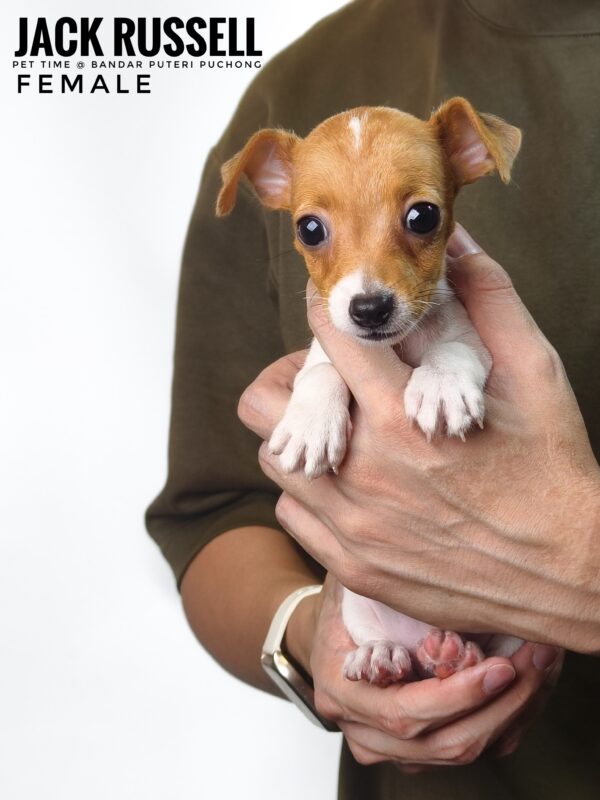 Pet shop sell Jack Russell
