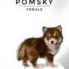 Pomsky puppy for Sale in Malaysia