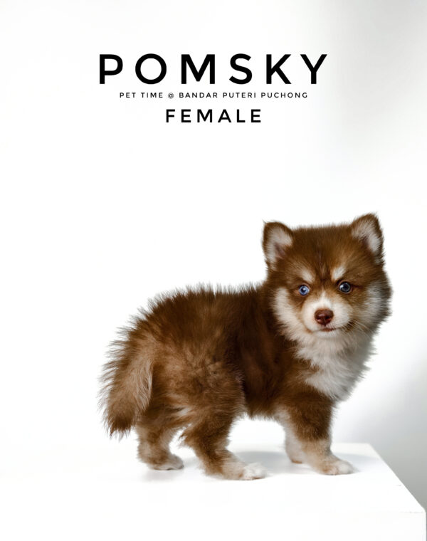 Pomsky puppy for Sale in Malaysia