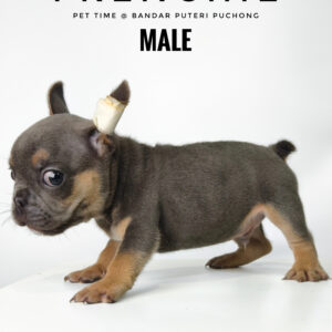 French Bulldog puppy for Sale in Malaysia