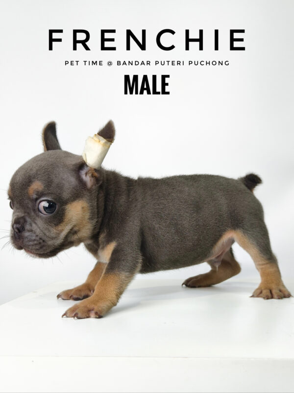 French Bulldog puppy for Sale in Malaysia