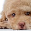 Maltipoo puppies for sale in malaysia