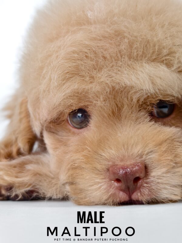 Maltipoo puppies for sale in malaysia