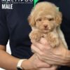 Maltipoo puppies for sale in malaysia