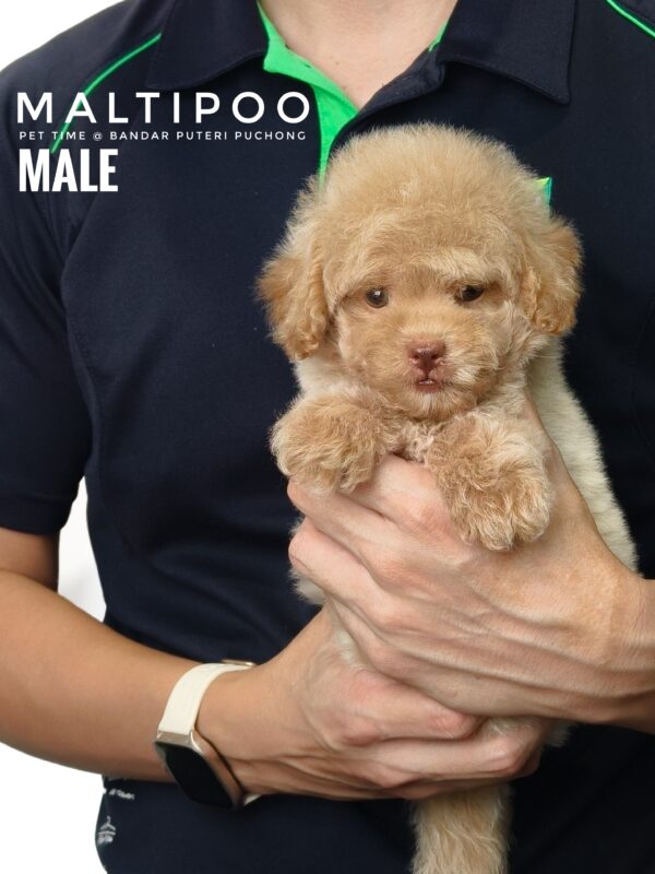 Maltipoo puppies for sale in malaysia