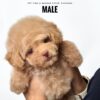 Maltipoo puppies for sale in malaysia