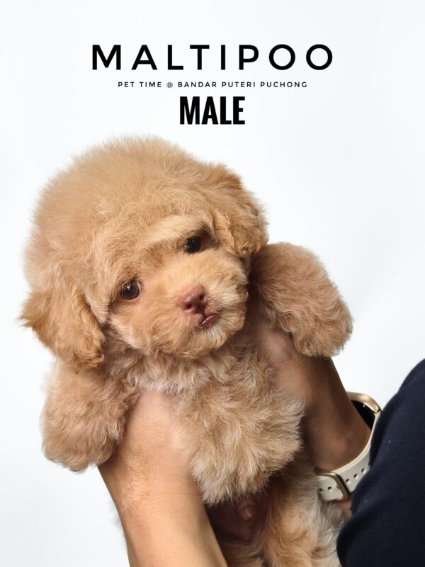 Maltipoo puppies for sale in malaysia