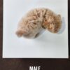 Maltipoo puppies for sale in malaysia
