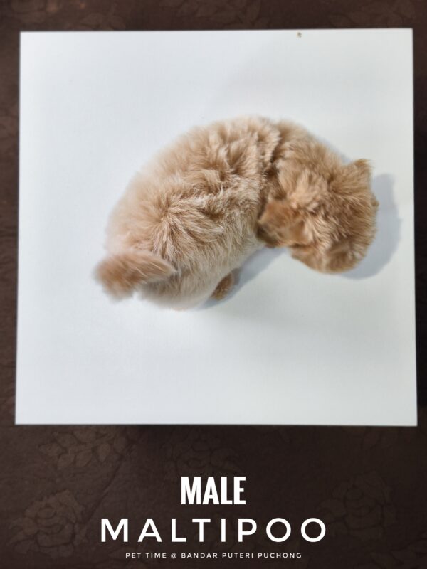 Maltipoo puppies for sale in malaysia