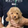 Maltipoo puppies for sale in malaysia