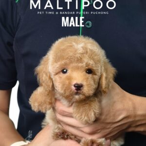 Maltipoo puppies for sale in malaysia