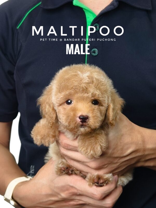 Maltipoo puppies for sale in malaysia