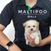 Maltipoo puppies for sale in malaysia