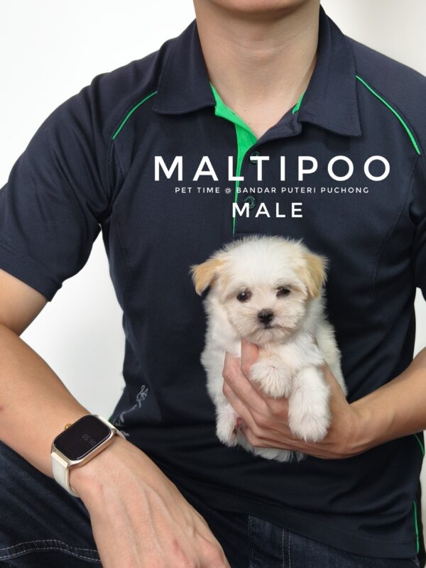 Maltipoo puppies for sale in malaysia