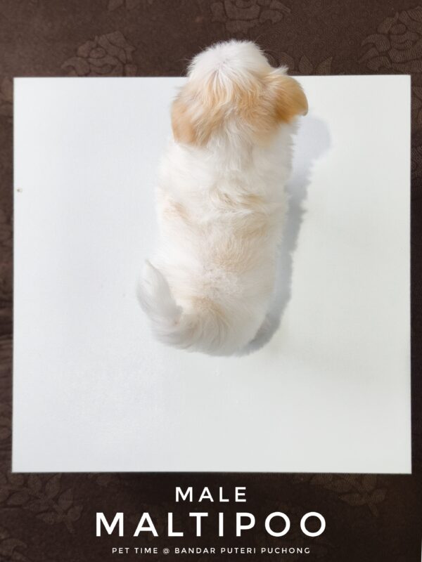 Maltipoo puppies for sale in malaysia