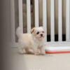 Maltipoo puppies for sale in malaysia