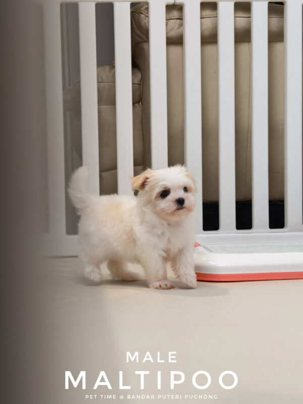 Maltipoo puppies for sale in malaysia