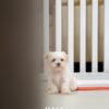 Maltipoo puppies for sale in malaysia