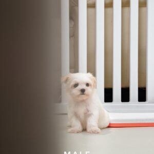 Maltipoo puppies for sale in malaysia