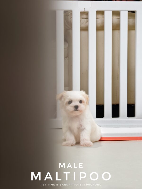 Maltipoo puppies for sale in malaysia