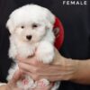 Maltipoo puppies for sale in malaysia
