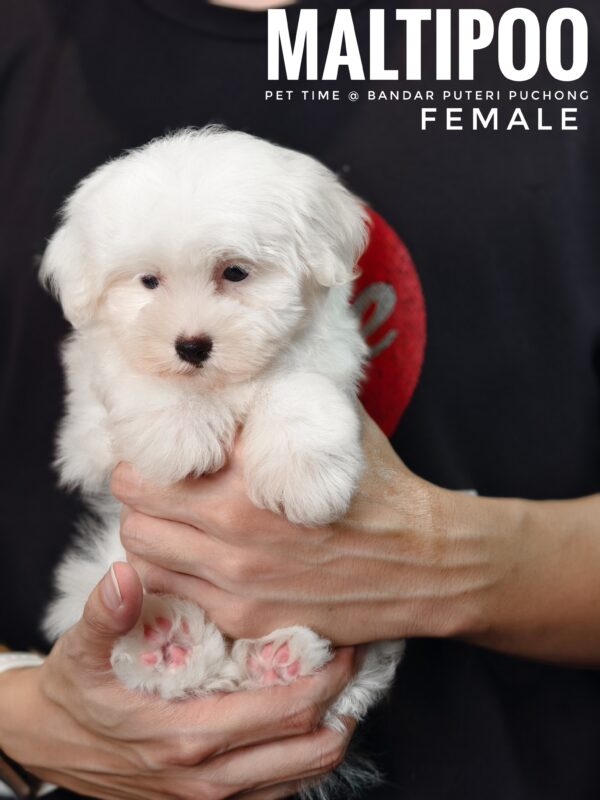 Maltipoo puppies for sale in malaysia