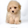Maltipoo puppies for sale in malaysia