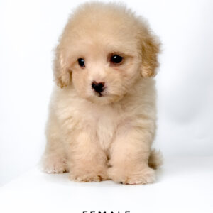 Maltipoo puppies for sale in malaysia