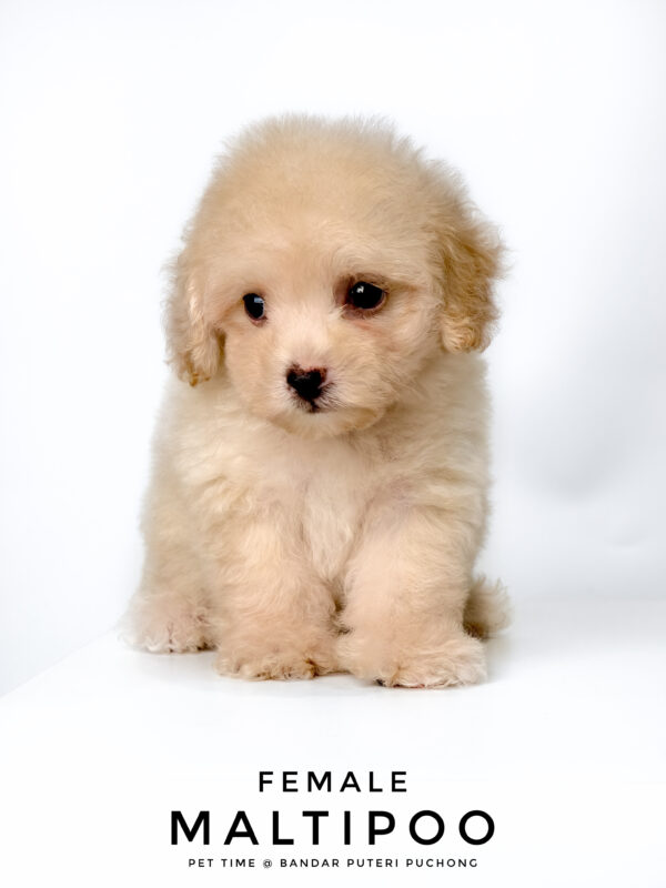 Maltipoo puppies for sale in malaysia