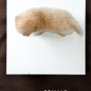 Maltipoo puppies for sale in malaysia