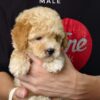 Tiny Poodle puppies for sale in malaysia