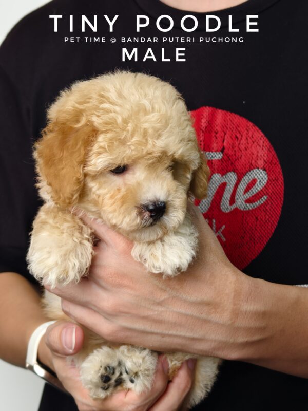 Tiny Poodle puppies for sale in malaysia