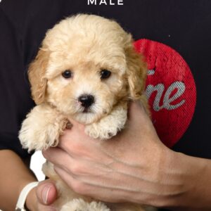 Tiny Poodle puppies for sale in malaysia