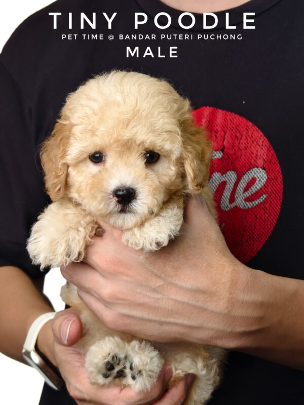 Tiny Poodle puppies for sale in malaysia