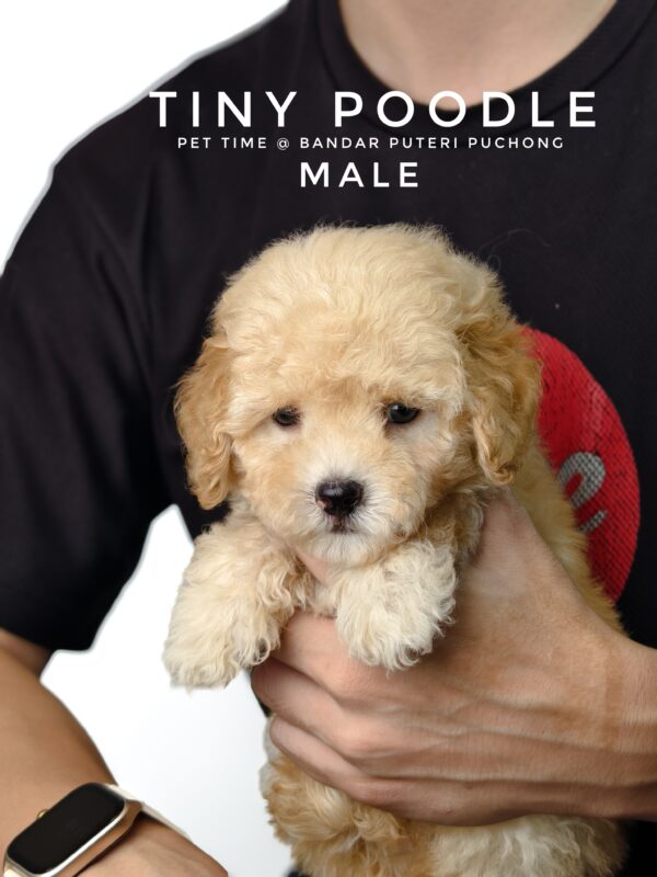 Tiny Poodle puppies for sale in malaysia