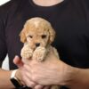 Tiny Poodle puppies for sale in malaysia