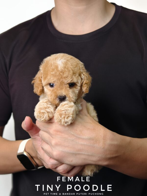 Tiny Poodle puppies for sale in malaysia
