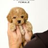 Tiny Poodle puppies for sale in malaysia